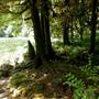 Leiner River Campsite