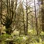 McMullen Point Forest