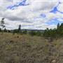 Sabiston Creek Road Forest & POVs