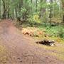 Top Bridge Mountain Bike Trail