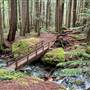 Lupin Falls Trails (Strathcona Park)