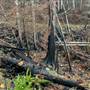 Sayward Forest Fire