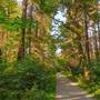 Stanley Park - Hollow Tree Meadow and Trail