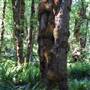 Hupacasath First Nation Bigleaf Maple Grove