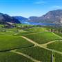 BLUE MT WINERY & VINEYARDS