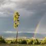 THE LONE PINE HOME