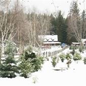 CHRISTMAS RANCH TREE FARM