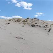Cactus Country Farm Sand Dune SENSITIVE