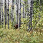 Seven Sisters Trail 1