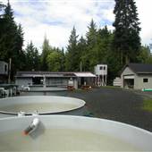 Quatse River Hatchery