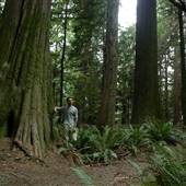 Spruce Bay Recreation Area (Victoria Lake and Spruce Bay trail)