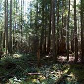 Bowser Ecological Reserve