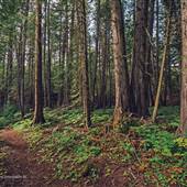 Moul Falls Trail through Forest