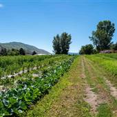 Thistle Farm 04 Crop Fields