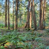Nanoose Forest 1