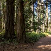 Milner Gardens & Woodland Forest