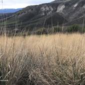 *Ashcroft Indian Band 108b Cornwall Creek SW Ravine Grasses