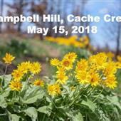 Wildflowers - Various Locations