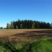 Shelter Point Farm - Forest
