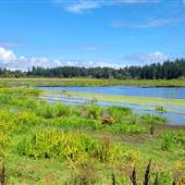 Cedar Organics Swamp