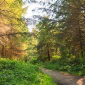 Stanley Park - Rawlings Trail