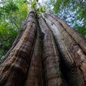 Ancient Cedars Loop