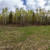 Baker-Ellen Road Clearing and Forest