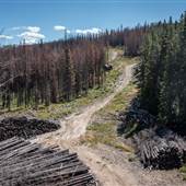 Rossmore Lake Road - Burned Forest