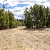 Stake Lake Dog Trails and Clearing