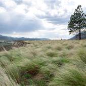 Dueck Property - Grassy Plateau and Hike to Cliffs