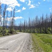 Jesmond Road Burnt Forest by Pond