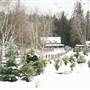 CHRISTMAS RANCH TREE FARM