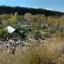 Alexis Creek Cemetary