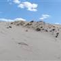 Cactus Country Farm Sand Dune SENSITIVE
