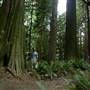 Spruce Bay Recreation Area (Victoria Lake and Spruce Bay trail)