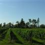 Teranova Farmstead (Teranova Vineyards)