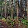 Moul Falls Trail through Forest