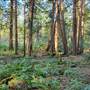 Nanoose Forest 1