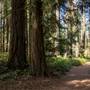 Milner Gardens & Woodland Forest