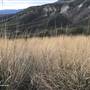 *Ashcroft Indian Band 108b Cornwall Creek SW Ravine Grasses