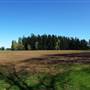 Shelter Point Farm - Forest