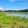 Cedar Organics Swamp