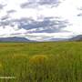 Mitchell Cattle Company Fields