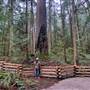 Big Tree Park