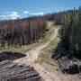 Rossmore Lake Road - Burned Forest