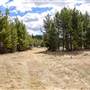 Stake Lake Dog Trails and Clearing