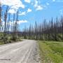Jesmond Road Burnt Forest by Pond