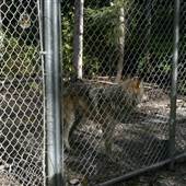 Northern Lights Wildlife Wolf Centre