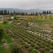 OKANAGAN LAVENDER & HERB FARM