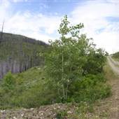 Fishtrap Creek Microwave Rd